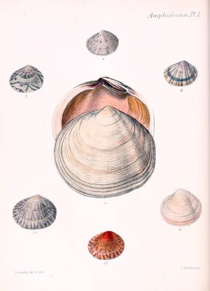 Illustration Coquillages Conchologia Iconica Illustrations Des Coquilles Animaux Mollusques — Photo