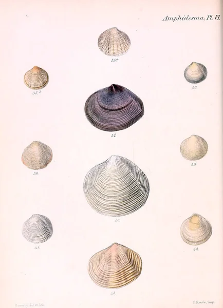 조개의 그림입니다 Conchologia Iconica Molluscous 동물의 포탄의 — 스톡 사진