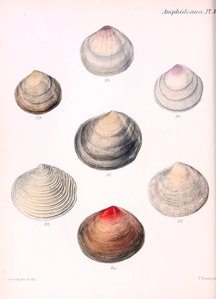 Illustratie Van Schelpen Conchologia Iconica Illustraties Van Schelpen Van Molluscous — Stockfoto