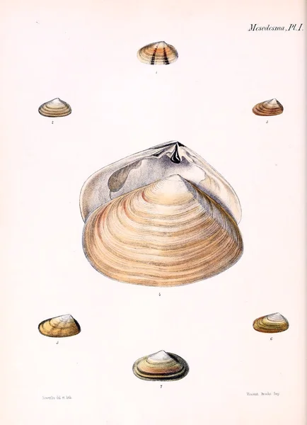 Ilustración Conchas Marinas Conchologia Iconica Ilustraciones Las Conchas Animales Moluscos — Foto de Stock