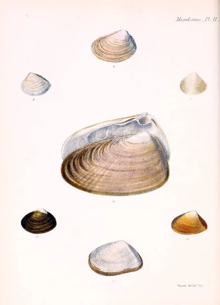 Illustration Coquillages Conchologia Iconica Illustrations Des Coquilles Animaux Mollusques — Photo