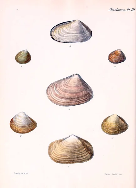 Tengeri Kagylókból Illusztrációja Conchologia Iconica Vagy Héját Molluscous Állat Illusztrációk — Stock Fotó