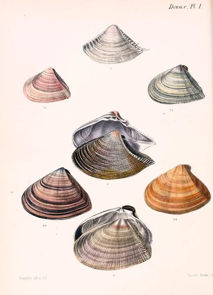 Ilustracja Muszelek Conchologia Iconica Lub Ilustracje Muszli Molluscous Zwierząt — Zdjęcie stockowe