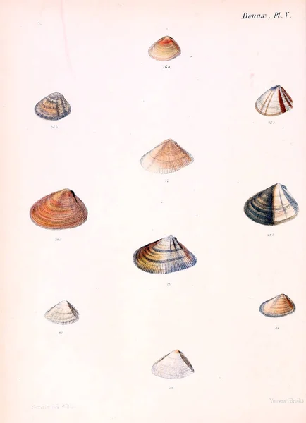 Illustratie Van Schelpen Conchologia Iconica Illustraties Van Schelpen Van Molluscous — Stockfoto