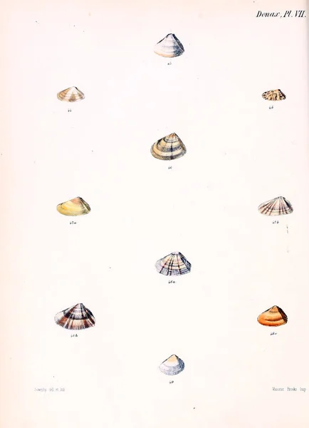 Tengeri Kagylókból Illusztrációja Conchologia Iconica Vagy Héját Molluscous Állat Illusztrációk — Stock Fotó
