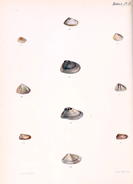 Illustratie Van Schelpen Conchologia Iconica Illustraties Van Schelpen Van Molluscous — Stockfoto