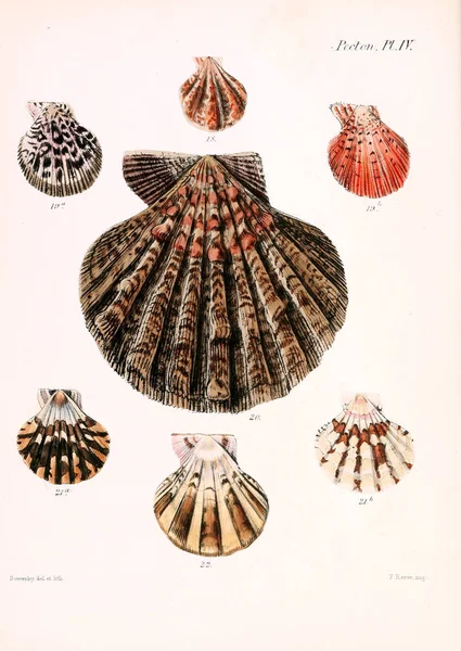 Illustration Coquillages Conchologia Iconica Illustrations Des Coquilles Animaux Mollusques — Photo