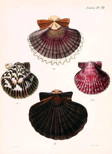 Illustratie Van Schelpen Conchologia Iconica Illustraties Van Schelpen Van Molluscous — Stockfoto