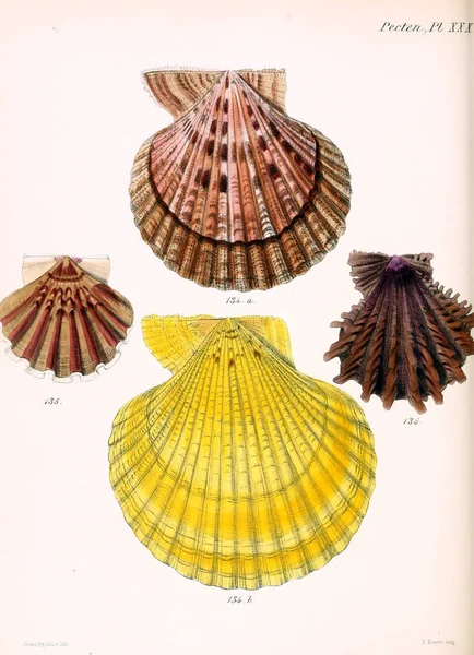Deniz kabuklarını Illustration. Conchologia iconica veya kabukları molluscous hayvan çizimleri.