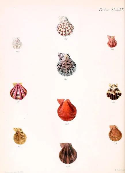 Illustratie Van Schelpen Conchologia Iconica Illustraties Van Schelpen Van Molluscous — Stockfoto