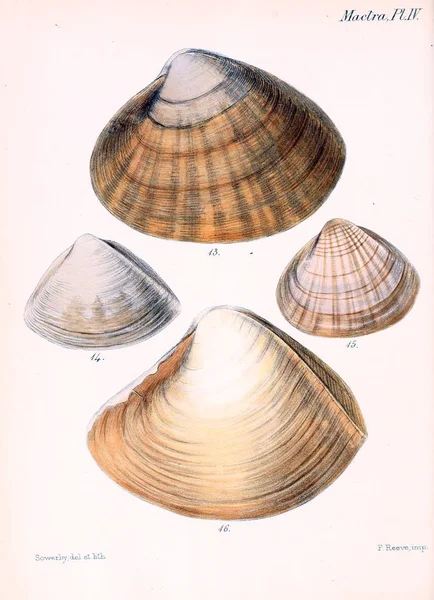 Illustrazione Delle Conchiglie Conchologia Iconica Illustrazioni Delle Conchiglie Molluschi — Foto Stock