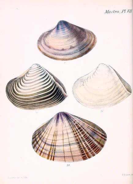 Illustratie Van Schelpen Conchologia Iconica Illustraties Van Schelpen Van Molluscous — Stockfoto