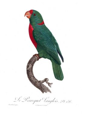 Bir papağan Illustration. Eski resim