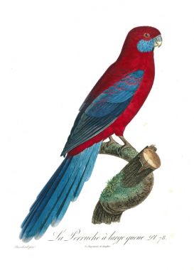 Bir papağan Illustration. Eski resim