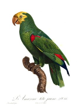 Bir papağan Illustration. Eski resim