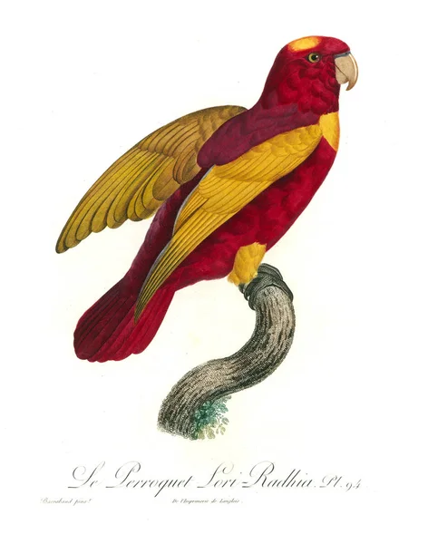 Bir Papağan Illustration Eski Resim — Stok fotoğraf