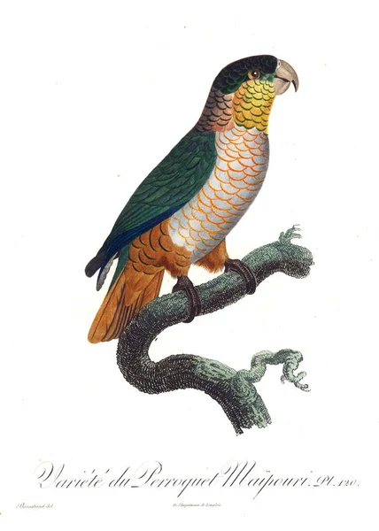 Bir Papağan Illustration Eski Resim — Stok fotoğraf