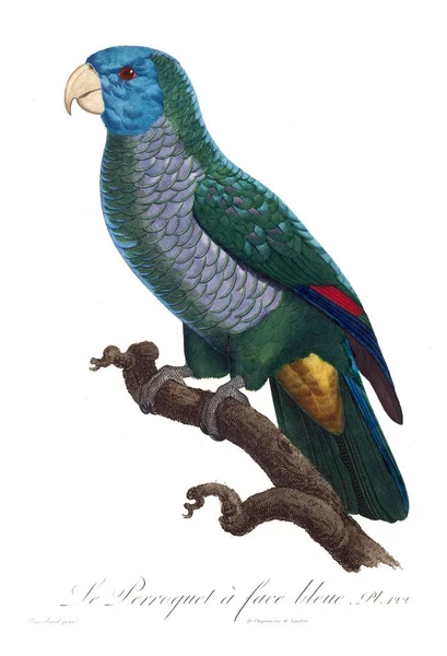 Illustration Eines Papageis Altes Bild — Stockfoto