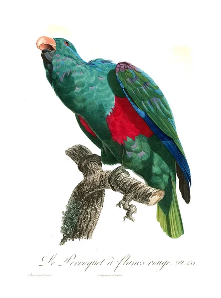 Ilustração Papagaio Imagem Antiga — Fotografia de Stock