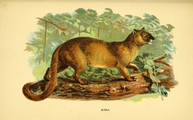 Yırtıcı kedi Illustration. Eski resim