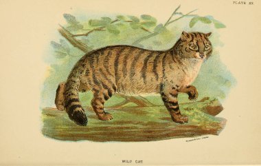 Yırtıcı kedi Illustration. Eski resim