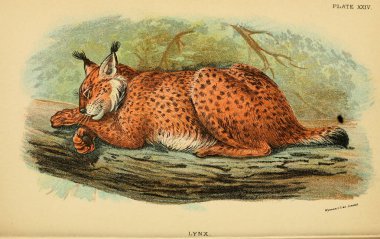 Yırtıcı kedi Illustration. Eski resim