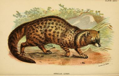 Yırtıcı kedi Illustration. Eski resim