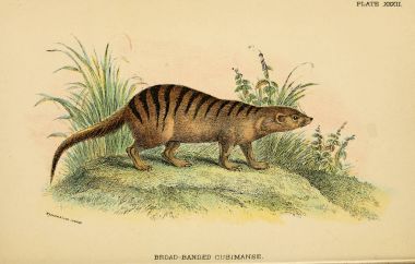 Yırtıcı kedi Illustration. Eski resim