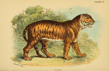 Yırtıcı kedi Illustration. Eski resim