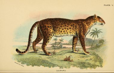 Yırtıcı kedi Illustration. Eski resim