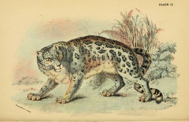 Yırtıcı kedi Illustration. Eski resim