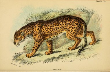 Yırtıcı kedi Illustration. Eski resim