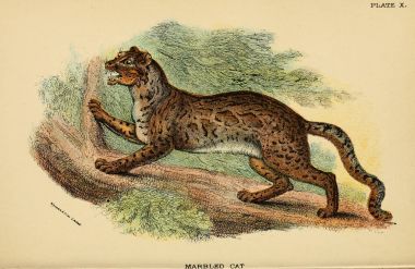 Yırtıcı kedi Illustration. Eski resim