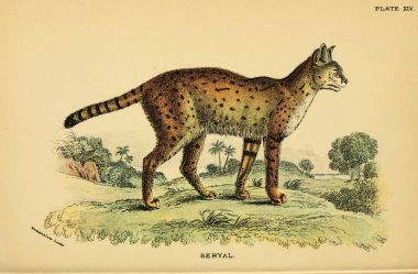 Yırtıcı kedi Illustration. Eski resim