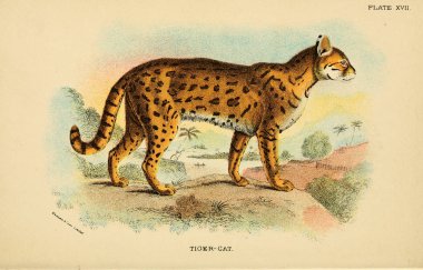 Yırtıcı kedi Illustration. Eski resim