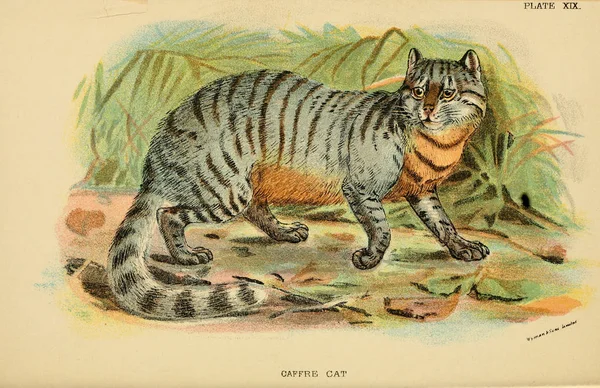 Εικονογράφηση Αρπακτικά Γάτα Παλιά Εικόνα — Φωτογραφία Αρχείου