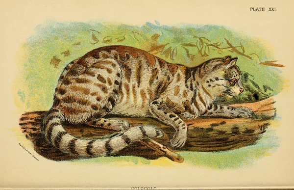 Illustration of predatory cat. Old image