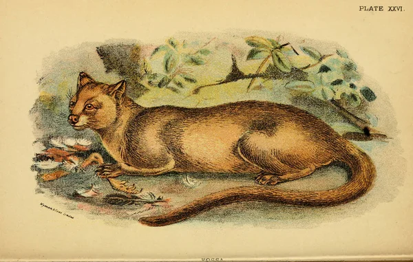 Иллюстрация Хищной Кошки Старое Изображение — стоковое фото