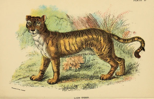 Ilustracja Drapieżnych Kotów Stary Obraz — Zdjęcie stockowe