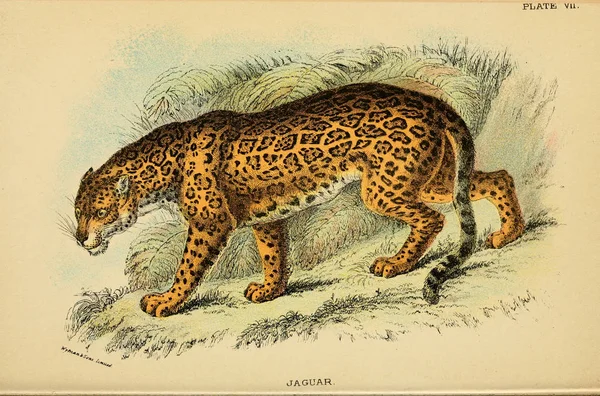 Illustrazione Gatto Predatore Vecchia Immagine — Foto Stock