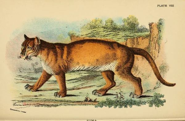 Illustration of predatory cat. Old image
