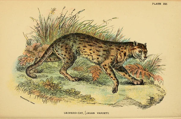 Ilustração Gato Predador Imagem Antiga — Fotografia de Stock