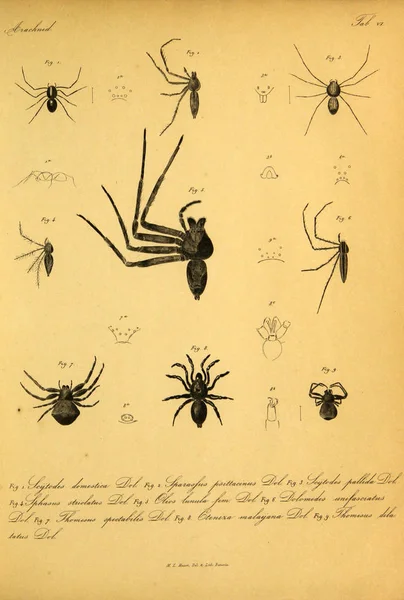 거미입니다 이미지입니다 빈티지와 레트로 — 스톡 사진