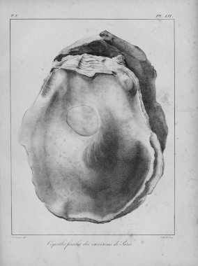 Fosil kabukları. Eski ve vintage resimleri.