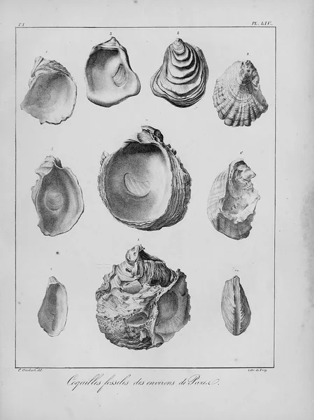 Fossil Shells Old Vintage Pictures — Stock Photo, Image
