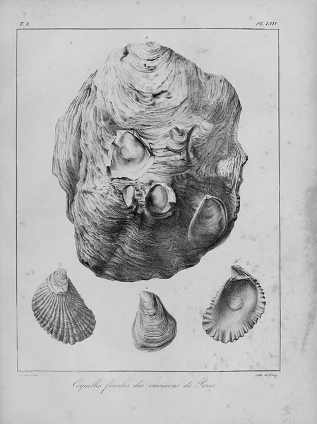 貝の化石 古いビンテージ写真 — ストック写真