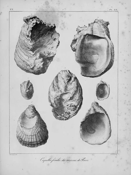 Fossil Shells Old Vintage Pictures — Stock Photo, Image