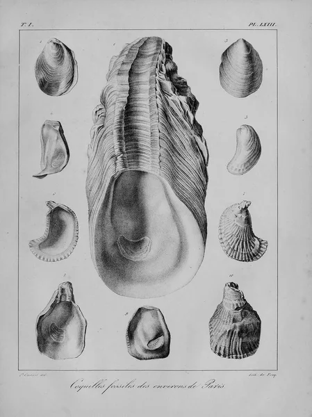 Fossil Shells Old Vintage Pictures — Stock Photo, Image