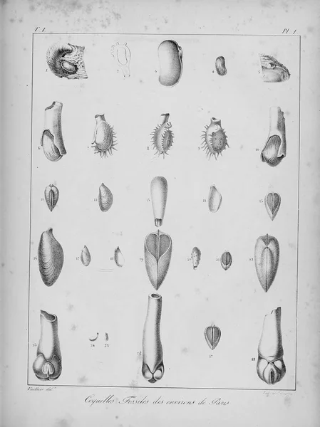 化石贝壳 老式和老式图片 — 图库照片