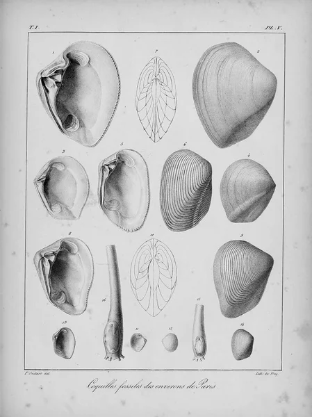 Fossil Shells Old Vintage Pictures — Stock Photo, Image